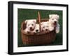 Domestic Dogs, Four West Highland Terrier / Westie Puppies in a Basket-Adriano Bacchella-Framed Photographic Print