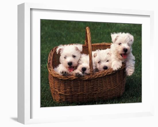 Domestic Dogs, Four West Highland Terrier / Westie Puppies in a Basket-Adriano Bacchella-Framed Photographic Print