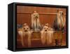 Domestic Dogs, Four Yorkshire Terriers on a Table with Hair Tied up and Very Long Hair-Adriano Bacchella-Framed Stretched Canvas