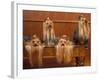 Domestic Dogs, Four Yorkshire Terriers on a Table with Hair Tied up and Very Long Hair-Adriano Bacchella-Framed Photographic Print