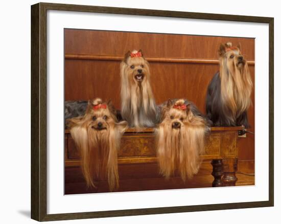 Domestic Dogs, Four Yorkshire Terriers on a Table with Hair Tied up and Very Long Hair-Adriano Bacchella-Framed Photographic Print