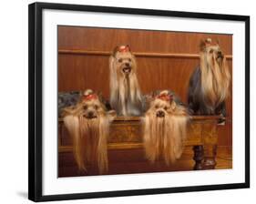 Domestic Dogs, Four Yorkshire Terriers on a Table with Hair Tied up and Very Long Hair-Adriano Bacchella-Framed Photographic Print