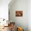 Domestic Dogs, Four Yorkshire Terriers on a Table with Hair Tied up and Very Long Hair-Adriano Bacchella-Photographic Print displayed on a wall