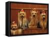 Domestic Dogs, Four Yorkshire Terriers Sitting / Lying Down-Adriano Bacchella-Framed Stretched Canvas