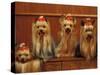 Domestic Dogs, Four Yorkshire Terriers Sitting / Lying Down-Adriano Bacchella-Stretched Canvas