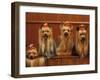 Domestic Dogs, Four Yorkshire Terriers Sitting / Lying Down-Adriano Bacchella-Framed Photographic Print