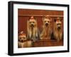 Domestic Dogs, Four Yorkshire Terriers Sitting / Lying Down-Adriano Bacchella-Framed Photographic Print