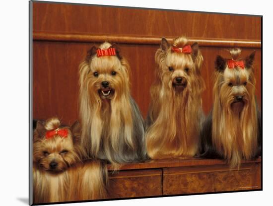 Domestic Dogs, Four Yorkshire Terriers Sitting / Lying Down-Adriano Bacchella-Mounted Photographic Print