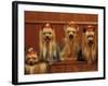 Domestic Dogs, Four Yorkshire Terriers Sitting / Lying Down-Adriano Bacchella-Framed Photographic Print