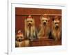 Domestic Dogs, Four Yorkshire Terriers Sitting / Lying Down-Adriano Bacchella-Framed Photographic Print