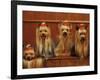 Domestic Dogs, Four Yorkshire Terriers Sitting / Lying Down-Adriano Bacchella-Framed Photographic Print