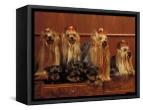 Domestic Dogs, Four Yorkshire Terriers with Four Puppies in a Drawer-Adriano Bacchella-Framed Stretched Canvas