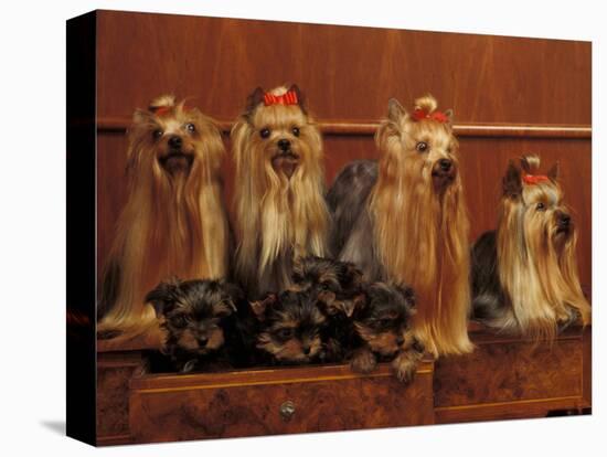 Domestic Dogs, Four Yorkshire Terriers with Four Puppies in a Drawer-Adriano Bacchella-Stretched Canvas