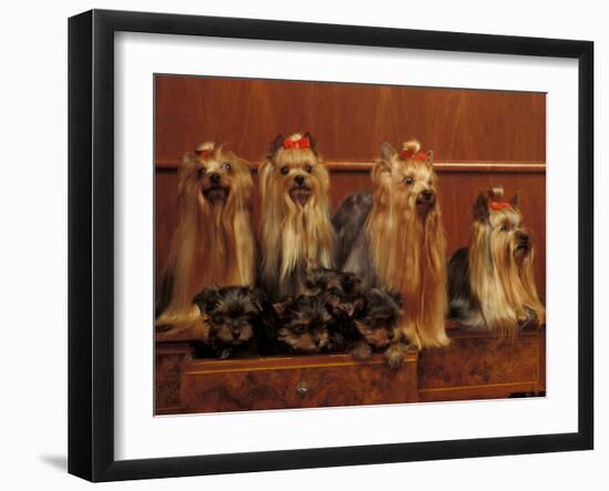 Domestic Dogs, Four Yorkshire Terriers with Four Puppies in a Drawer-Adriano Bacchella-Framed Photographic Print