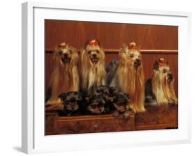 Domestic Dogs, Four Yorkshire Terriers with Four Puppies in a Drawer-Adriano Bacchella-Framed Photographic Print