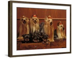 Domestic Dogs, Four Yorkshire Terriers with Four Puppies in a Drawer-Adriano Bacchella-Framed Photographic Print