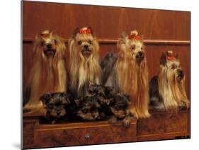 Domestic Dogs, Four Yorkshire Terriers with Four Puppies in a Drawer-Adriano Bacchella-Mounted Photographic Print