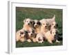 Domestic Dogs, Group of Eight Pyrenean Mountain Dog Puppies-Adriano Bacchella-Framed Photographic Print