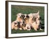 Domestic Dogs, Group of Eight Pyrenean Mountain Dog Puppies-Adriano Bacchella-Framed Photographic Print