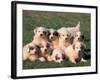 Domestic Dogs, Group of Eight Pyrenean Mountain Dog Puppies-Adriano Bacchella-Framed Photographic Print