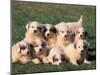 Domestic Dogs, Group of Eight Pyrenean Mountain Dog Puppies-Adriano Bacchella-Mounted Photographic Print