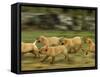 Domestic Dogs, Labrador Puppies Running-Jane Burton-Framed Stretched Canvas