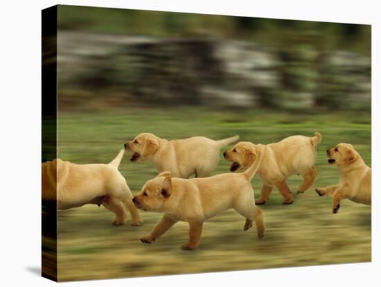 Domestic Dogs, Labrador Puppies Running-Jane Burton-Stretched Canvas