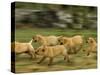 Domestic Dogs, Labrador Puppies Running-Jane Burton-Stretched Canvas