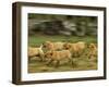 Domestic Dogs, Labrador Puppies Running-Jane Burton-Framed Photographic Print