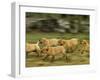 Domestic Dogs, Labrador Puppies Running-Jane Burton-Framed Photographic Print