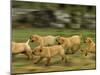 Domestic Dogs, Labrador Puppies Running-Jane Burton-Mounted Photographic Print