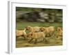 Domestic Dogs, Labrador Puppies Running-Jane Burton-Framed Photographic Print