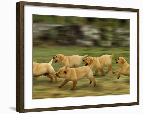 Domestic Dogs, Labrador Puppies Running-Jane Burton-Framed Photographic Print