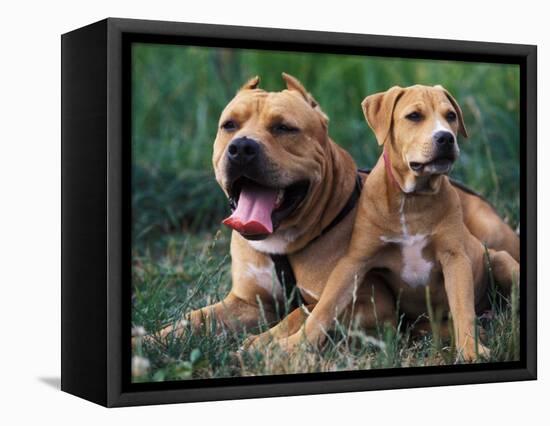 Domestic Dogs, Pit Bull Terrier with Puppy-Adriano Bacchella-Framed Stretched Canvas