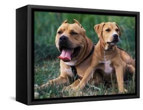 Domestic Dogs, Pit Bull Terrier with Puppy-Adriano Bacchella-Framed Stretched Canvas