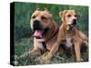 Domestic Dogs, Pit Bull Terrier with Puppy-Adriano Bacchella-Stretched Canvas