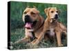 Domestic Dogs, Pit Bull Terrier with Puppy-Adriano Bacchella-Stretched Canvas