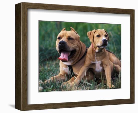 Domestic Dogs, Pit Bull Terrier with Puppy-Adriano Bacchella-Framed Premium Photographic Print