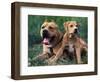 Domestic Dogs, Pit Bull Terrier with Puppy-Adriano Bacchella-Framed Premium Photographic Print