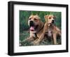 Domestic Dogs, Pit Bull Terrier with Puppy-Adriano Bacchella-Framed Premium Photographic Print