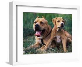 Domestic Dogs, Pit Bull Terrier with Puppy-Adriano Bacchella-Framed Premium Photographic Print