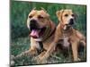 Domestic Dogs, Pit Bull Terrier with Puppy-Adriano Bacchella-Mounted Premium Photographic Print