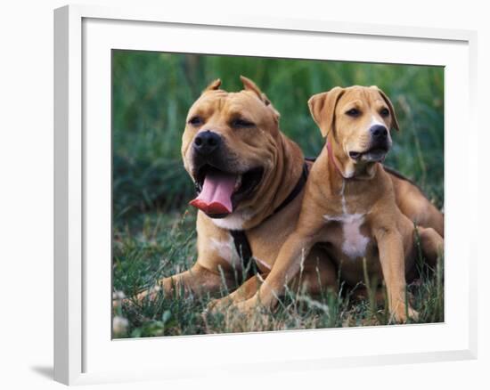 Domestic Dogs, Pit Bull Terrier with Puppy-Adriano Bacchella-Framed Photographic Print