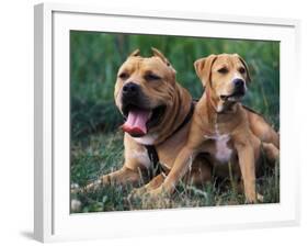 Domestic Dogs, Pit Bull Terrier with Puppy-Adriano Bacchella-Framed Photographic Print