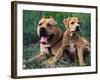 Domestic Dogs, Pit Bull Terrier with Puppy-Adriano Bacchella-Framed Photographic Print