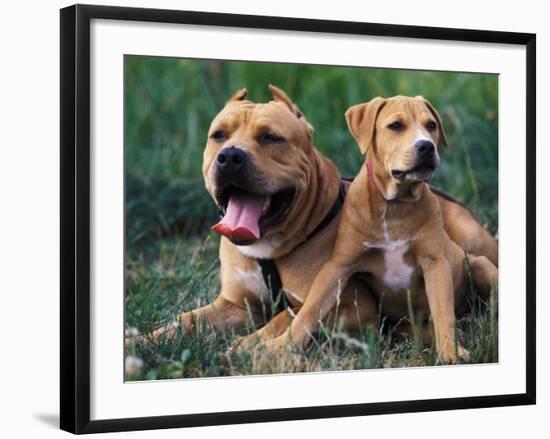 Domestic Dogs, Pit Bull Terrier with Puppy-Adriano Bacchella-Framed Photographic Print