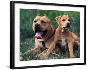 Domestic Dogs, Pit Bull Terrier with Puppy-Adriano Bacchella-Framed Photographic Print