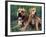 Domestic Dogs, Pit Bull Terrier with Puppy-Adriano Bacchella-Framed Photographic Print