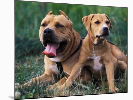Domestic Dogs, Pit Bull Terrier with Puppy-Adriano Bacchella-Mounted Photographic Print