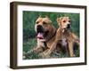 Domestic Dogs, Pit Bull Terrier with Puppy-Adriano Bacchella-Framed Photographic Print